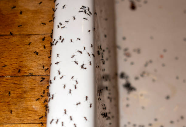 Best Best Pest Control Companies  in Fincastle, TN