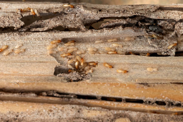 Best Best Pest Control Companies  in Fincastle, TN